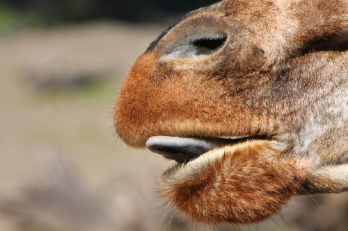 Bonaire Vacation What To Do: Donkey Sanctuary