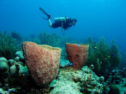 Duiker boven koraalrif op Bonaire