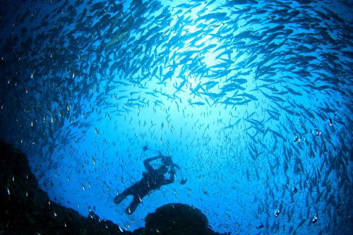 Diving on Bonaire