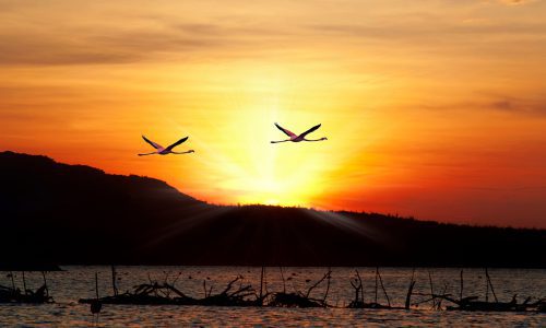 Favorite Bonaire vacation attractions: flamingos