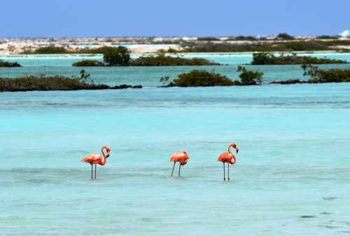 Bonaire Vakantie Bezienswaardigheden
