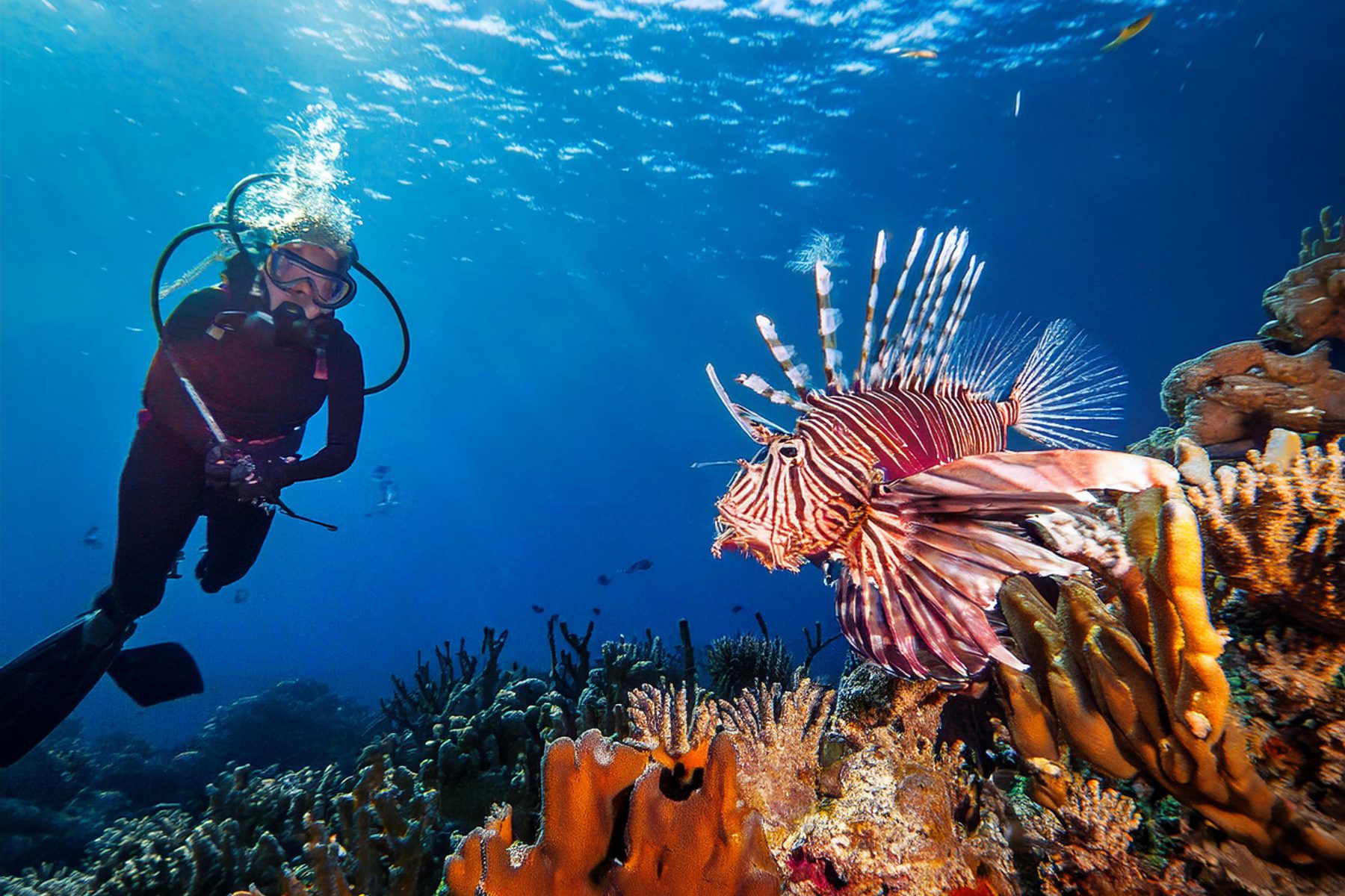 Lionfish Derby Bonaire